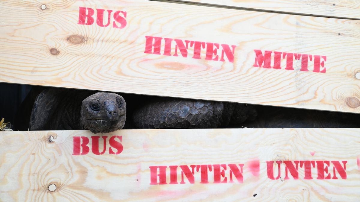 FOTO: Zoo Praha poskytla azyl německým želvám
